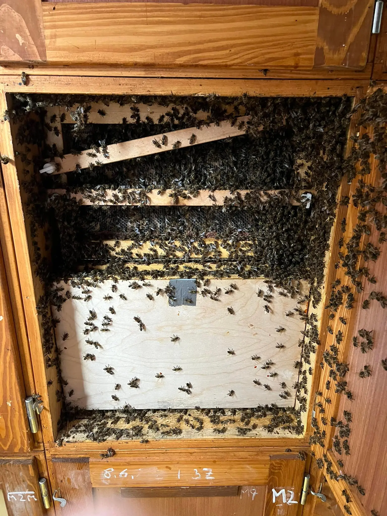 Utrinki iz čebelnjaka 3